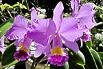 flore fleur exotique michel bordieu photographe orchidee  cattleya