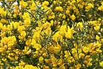flore fleur exotique michel bordieu photographe ajonc épineux ulex europaeus