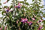 flore fleur exotique michel bordieu photographe fuchsia de Magellan, ti zanneau fuchsia magellanica