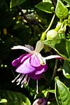 flore fleur exotique michel bordieu photographe fuchsia de Magellan, ti zanneau fuchsia magellanica