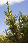 flore fleur exotique michel bordieu photographe ajonc épineux ulex europaeus