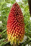 flore fleur exotique michel bordieu photographe kniphofia lanterne kniphofia uvaria