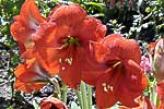 flore fleur exotique michel bordieu photographe amaryllis hippeastrum sp.