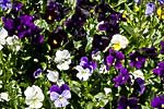 flore fleur exotique michel bordieu photographe Pensée viola