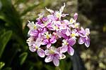 flore fleur exotique michel bordieu photographe orchidee epidendrum