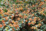 flore fleur exotique michel bordieu photographe chapeau chinois holmskioldia sanguinea