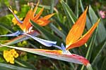 flore fleur exotique michel bordieu photographe oiseau du paradis strelitzia reginae