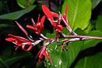 flore fleur exotique michel bordieu photographe Safran marron, conflore à larges feuilles canna indica