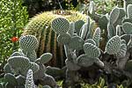flore fleur exotique michel bordieu photographe cactus divers
