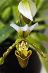 flore fleur exotique michel bordieu photographe sabot de vénus cypripedium calceolus