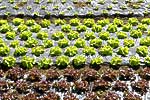 flore fleur exotique michel bordieu photographe salades variées