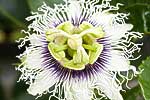 flore fleur exotique michel bordieu photographe grenadille pasiflora edulis