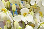 flore fleur exotique michel bordieu photographe mourongue moringa oleifera