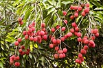 flore fleur exotique michel bordieu photographe letchi litchi chinensis