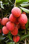 flore fleur exotique michel bordieu photographe letchi litchi chinensis