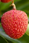 flore fleur exotique michel bordieu photographe letchi litchi chinensis