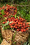 flore fleur exotique michel bordieu photographe letchi litchi chinensis