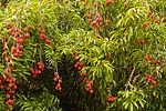 flore fleur exotique michel bordieu photographe letchi litchi chinensis