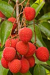 flore fleur exotique michel bordieu photographe letchi litchi chinensis