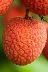 flore fleur exotique michel bordieu photographe letchi litchi chinensis