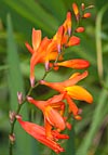 flore fleur exotique michel bordieu photographe jasmin du Cap tecoma capensis
