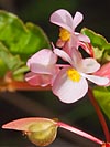 flore fleur exotique michel bordieu photographe bégonia bégonia nitida