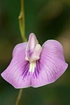 flore fleur exotique michel bordieu photographe pois marron centrosema vrginianum