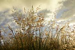 flore fleur exotique michel bordieu photographe savane Cap La Houssaye