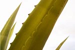 flore fleur exotique michel bordieu photographe choka kader agave americana 