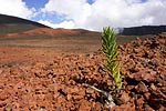 plante au volcan