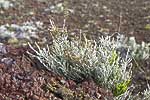 flore fleur exotique michel bordieu photographe Branle blanc - Stoebe passerinoides