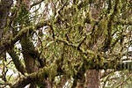 flore fleur exotique michel bordieu photographe barbe de St Antoine usnea barbata