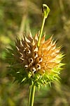 flore fleur exotique michel bordieu photographe oreille de lion leonotis nepetaefolia