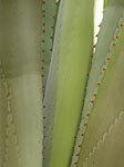 flore fleur exotique michel bordieu photographe choka kader agave americana 