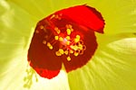 flore fleur exotique michel bordieu photographe mahot bord de mer hibiscus tillaceus