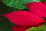 flore fleur exotique michel bordieu photographe poinsettia euphorbia pulcherrima