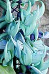 flore fleur exotique michel bordieu photographe liane de jade stongylodon macrobotrys