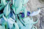 flore fleur exotique michel bordieu photographe liane de jade stongylodon macrobotrys