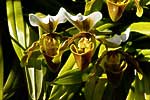 flore fleur exotique michel bordieu photographe sabot de vénus cypripedium calceolus