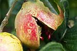 flore fleur exotique michel bordieu photographe grenadier punica granatum