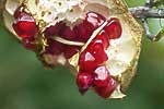 flore fleur exotique michel bordieu photographe grenadier punica granatum