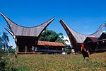 indonesie sulawesi lombok michel bordieu photographe