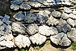 madagascar michel bordieu photographe
