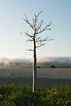 madagascar