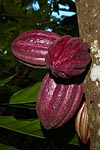 madagascar