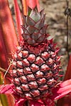mayotte michel bordieu photographe