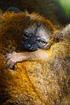 mayotte michel bordieu photographe