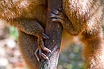mayotte michel bordieu photographe