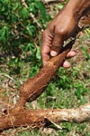 mayotte michel bordieu photographe