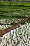 thailande michel bordieu photographe